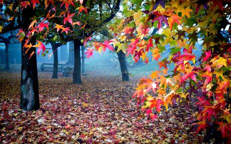 autumn-colors