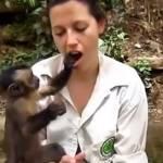 Giappone, la scimmietta che imbocca la ragazza (video)