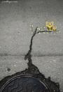 Street art quanto ci manchi!