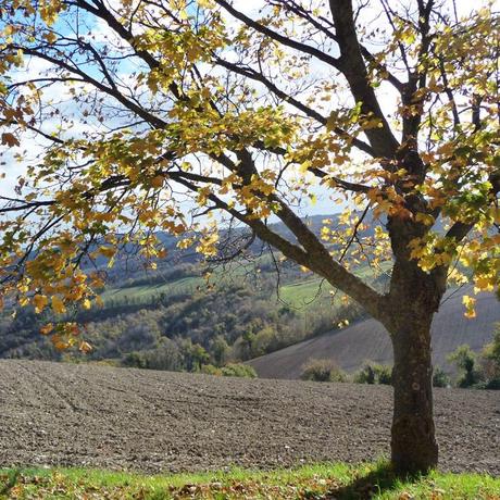 Cereali: dalla semina alla tavola