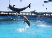 Delfini sotto sequestro delfinario Rimini