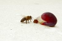 ape-chicco-uva