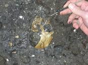 Cranio raro fossile scimmia scoperto Cina