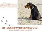 Microchip gratuito cani Rocca Priora (RM)