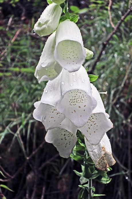 Foxglove di varietà bianca (Digitalis purpurea var. alba)