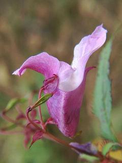 Wallpaper: Impatiens glandulifera