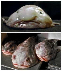 Blobfish, animale più brutto del mondo, animale più brutto