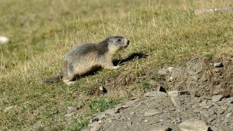 HO PASSATO TRE ORE A GUARDARVI