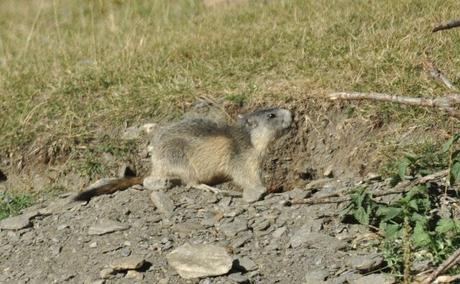 HO PASSATO TRE ORE A GUARDARVI