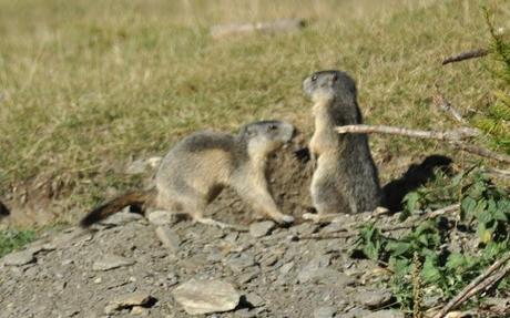 HO PASSATO TRE ORE A GUARDARVI HO PASSATO TRE ORE A GUARDARVI