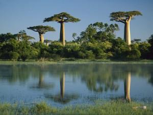 Madagascar: la terra dei baobab