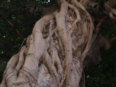 Una mattina all'orto botanico di Palermo