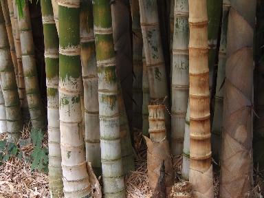 Una mattina all'orto botanico di Palermo