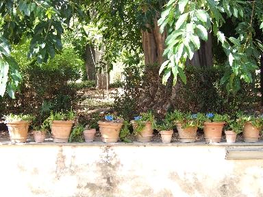 Una mattina all'orto botanico di Palermo