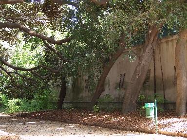 Una mattina all'orto botanico di Palermo