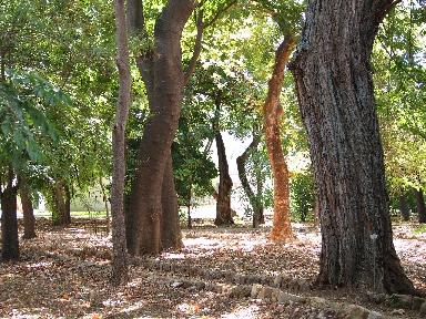 Una mattina all'orto botanico di Palermo