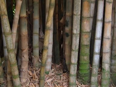 Una mattina all'orto botanico di Palermo