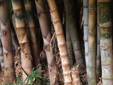 Una mattina all'orto botanico di Palermo