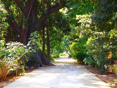 Una mattina all'orto botanico di Palermo