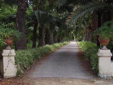 Una mattina all'orto botanico di Palermo