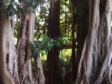 Una mattina all'orto botanico di Palermo