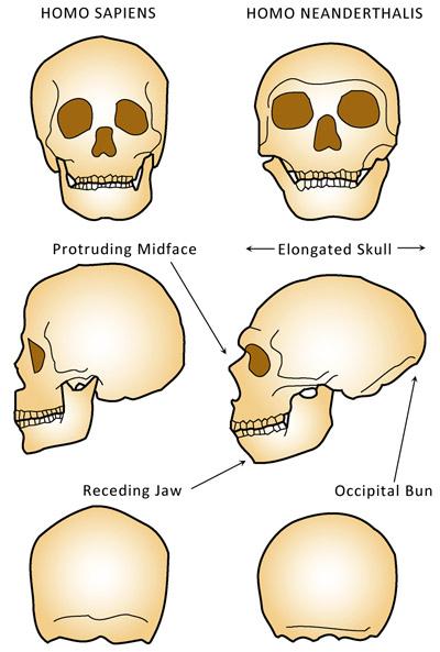 Album di famiglia – Homo neanderthalensis, il cugino perduto