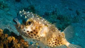 Blobfish, Blowfish, animali, pesci, specie