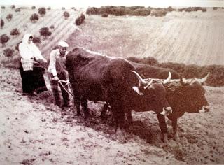 Archeologia a Villa Verde: dal Bronzo all'aratro