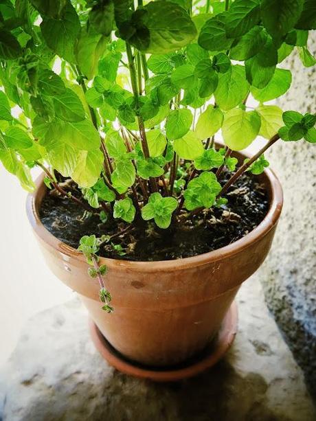 IL LIQUORE DI MENTA... il mentino!?