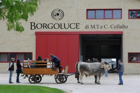 GREEN ECONOMY – Agricoltura è innovazione nella tradizione. Il caso Borgoluce a Susegana (Treviso) stalla aperta Borgoluce Treviso
