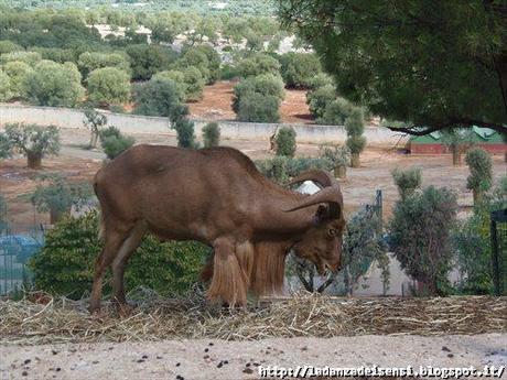 Week-end al mare....ZOO SAFARI di FASANO....II parte