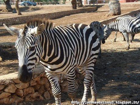 Week-end al mare....ZOO SAFARI di FASANO....II parte