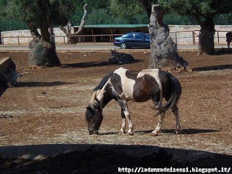 Week-end al mare....ZOO SAFARI di FASANO....II parte