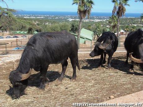 Week-end al mare....ZOO SAFARI di FASANO....II parte