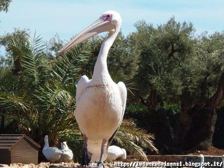 Week-end al mare....ZOO SAFARI di FASANO....II parte