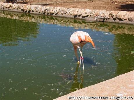 Week-end al mare....ZOO SAFARI di FASANO....II parte