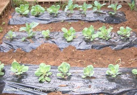 Coltivare i cavoli broccoli