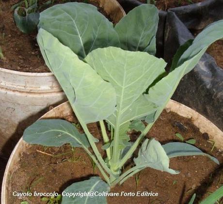 Coltivare i cavoli broccoli