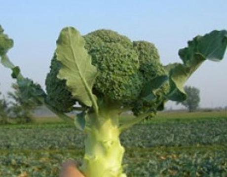 Coltivare i cavoli broccoli