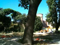 Cantiere Metro C a San Giovanni: perché tagliare alberi che potevano essere trapiantati? foto anna 2