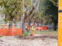 Cantiere Metro C a San Giovanni: perché tagliare alberi che potevano essere trapiantati? foto florinda 2