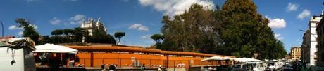 Cantiere Metro C a San Giovanni: perché tagliare alberi che potevano essere trapiantati? foto anna 4