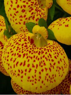 Wallpaper:  Calceolaria