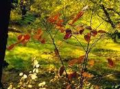 Neruda: "Modesto l'autunno"
