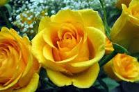 Rose gialle di taffetà