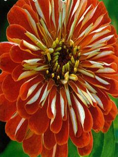 Wallpaper: Zinnia variegata