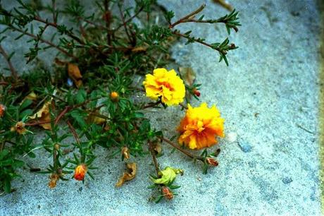 Colour my September // WEEK 3 // YELLOW