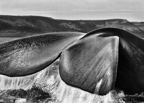 MOSTRA | La Genesi di Sebastião Salgado