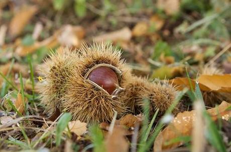 Ritorna l’autunno: cosa dobbiamo aspettarci?