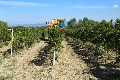 la vendemmiatrice a lavoro